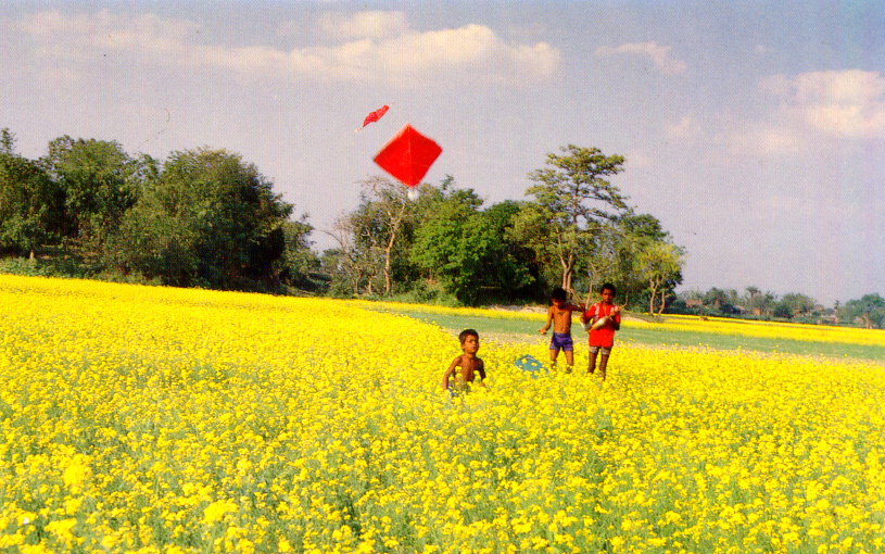 bangladesh wallpaper hd,campo,canola,paesaggio naturale,mostarda,giallo