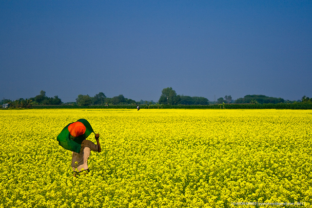 bangladesh fond d'écran hd,champ,jaune,moutarde,canola,plante