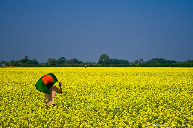 bangladesh wallpaper hd,rapeseed,people in nature,field,yellow,mustard