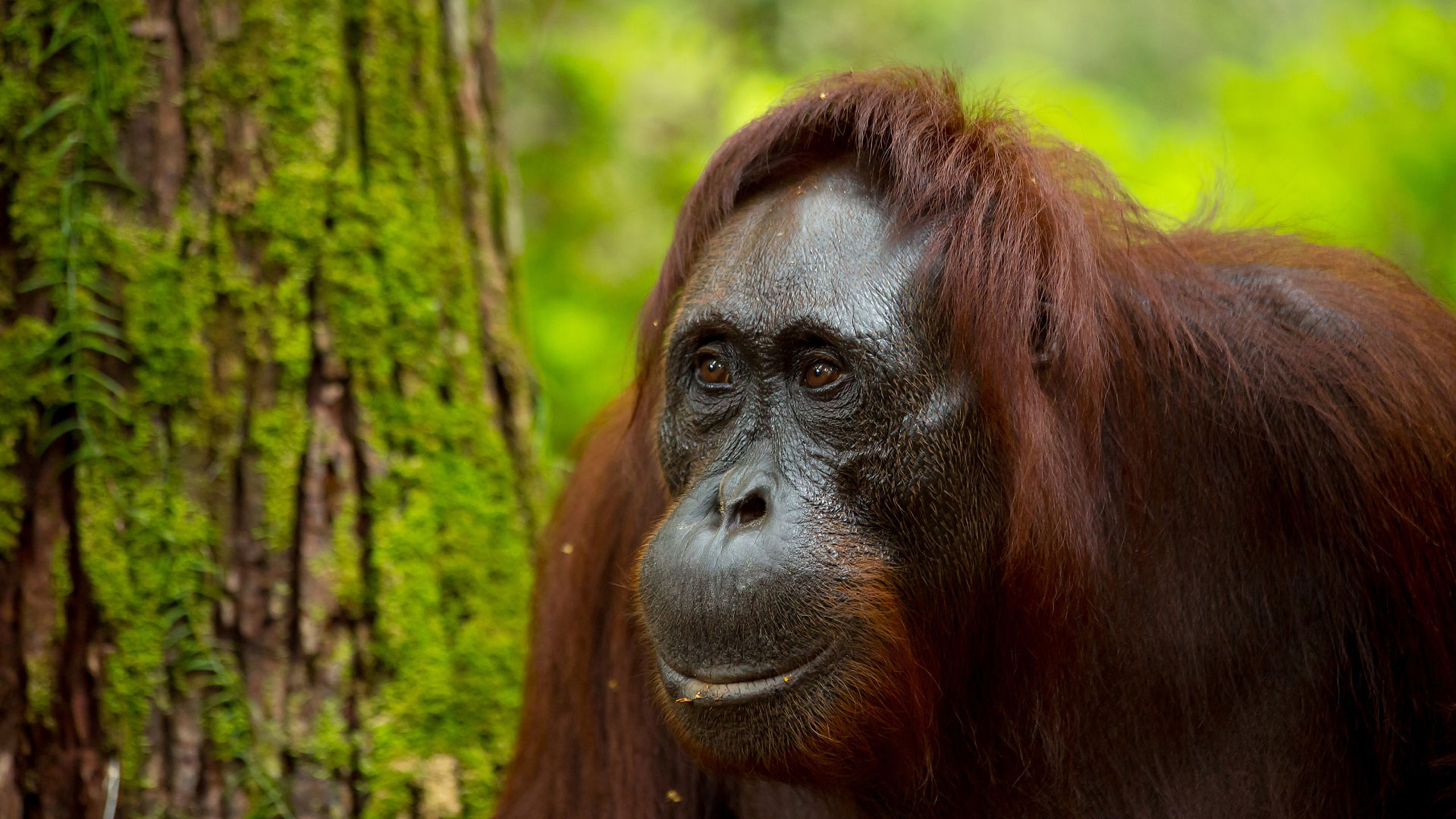 fondo de pantalla de borneo,orangután,primate,animal terrestre,fauna silvestre,ojo