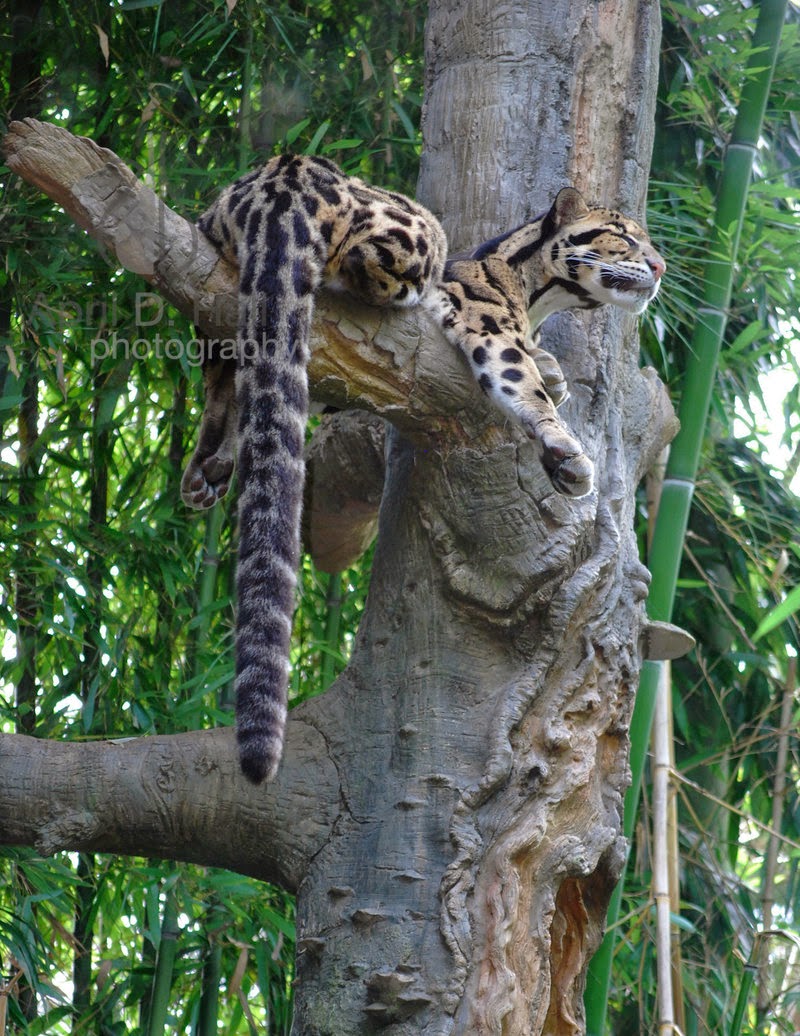 papier peint borneo,animal terrestre,félidés,faune,léopard,jaguar