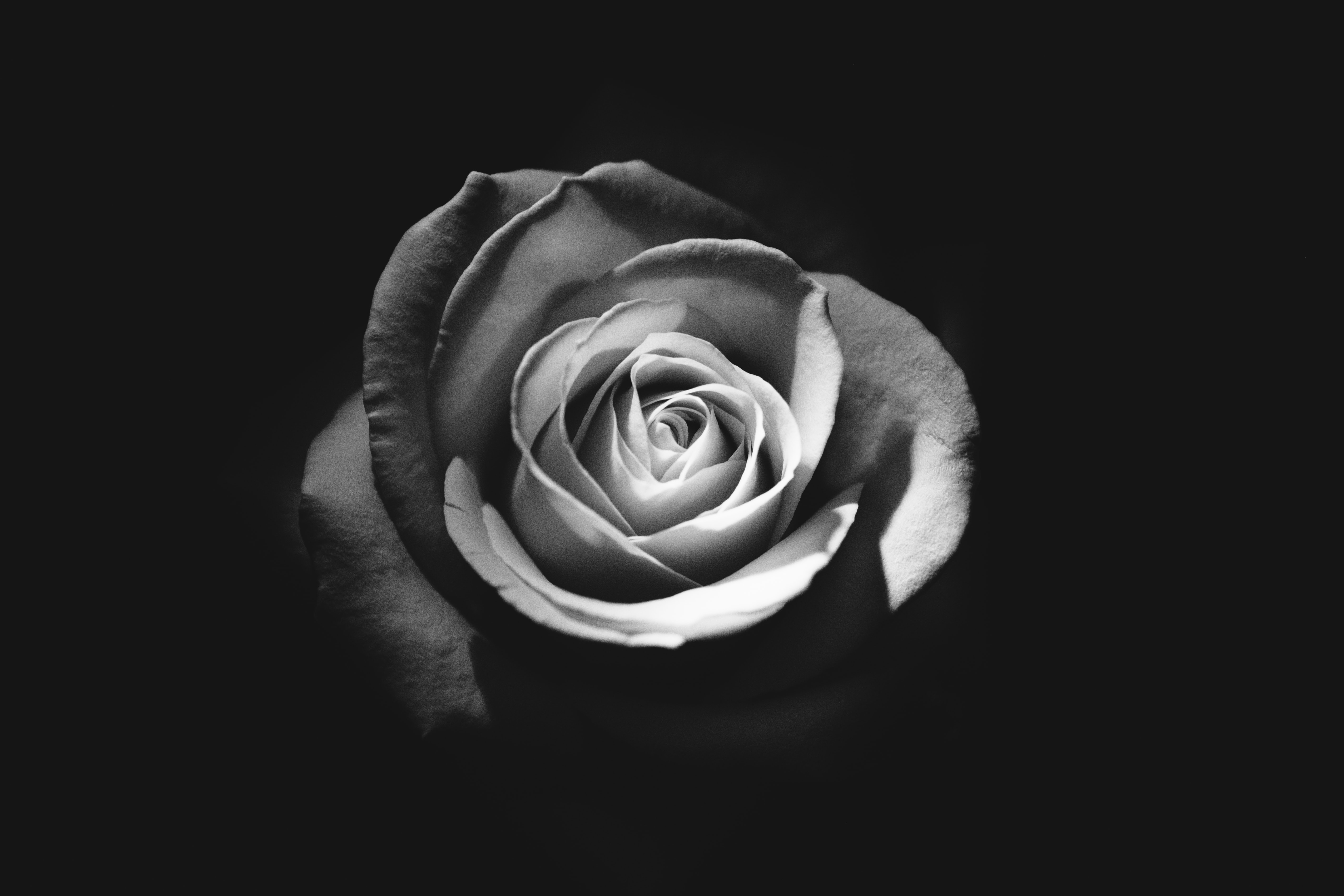 Photography Black And White Rose WallpaperUse