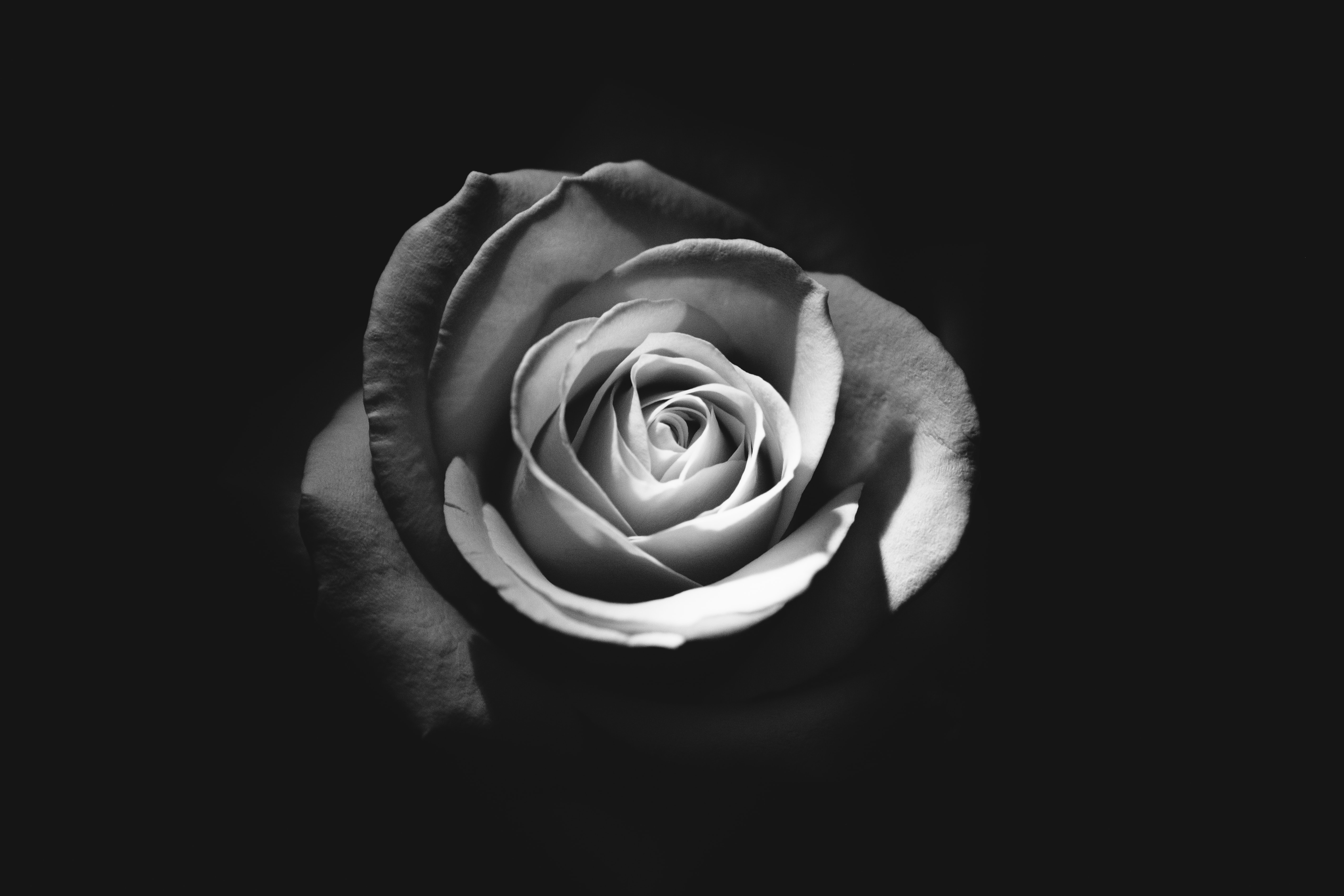 116 fond d'écran,rose,roses de jardin,photographie de nature morte,photographie monochrome,fleur