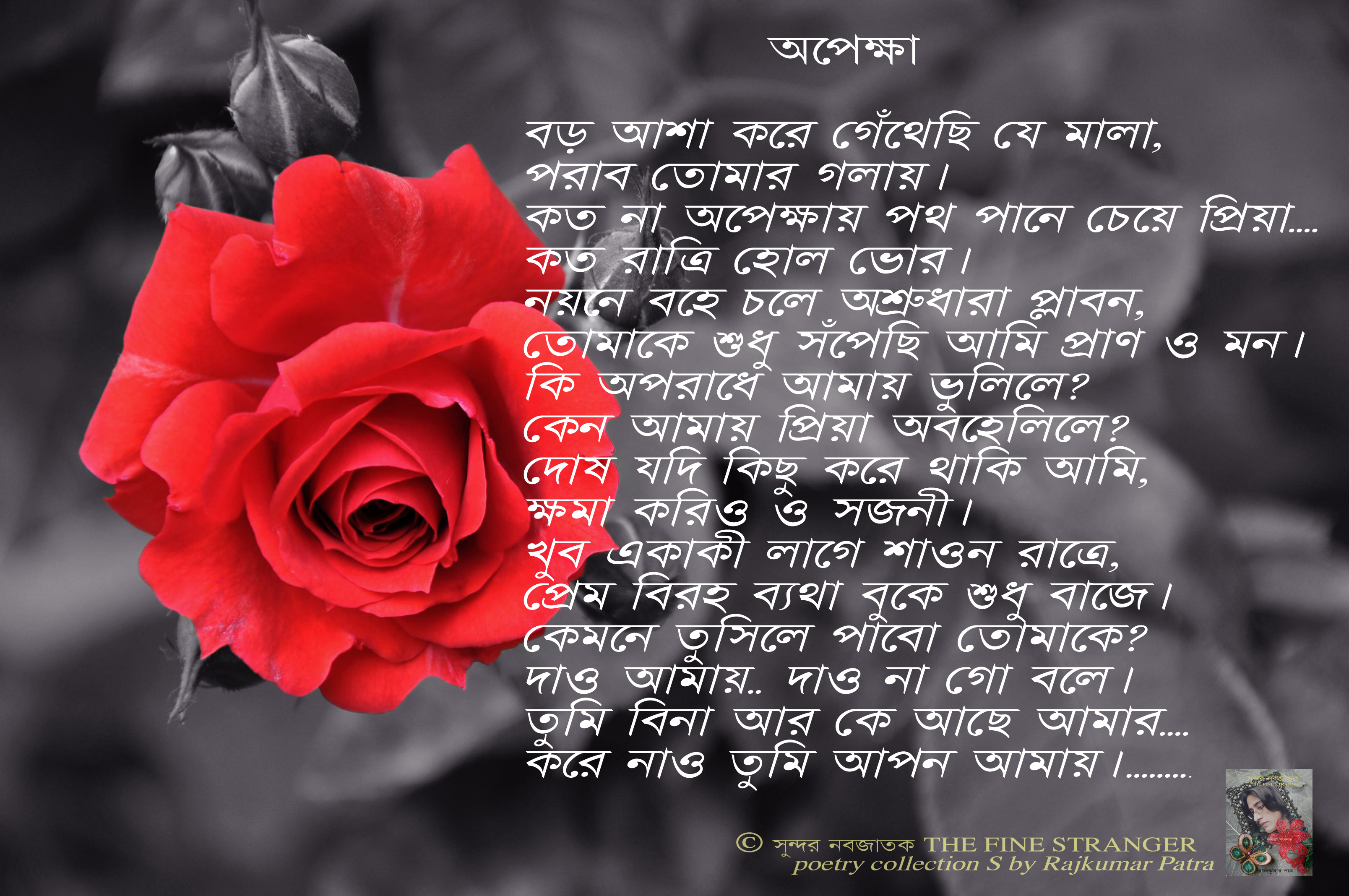 bengali funny wallpaper,rose,text,garden roses,red,petal (#373098