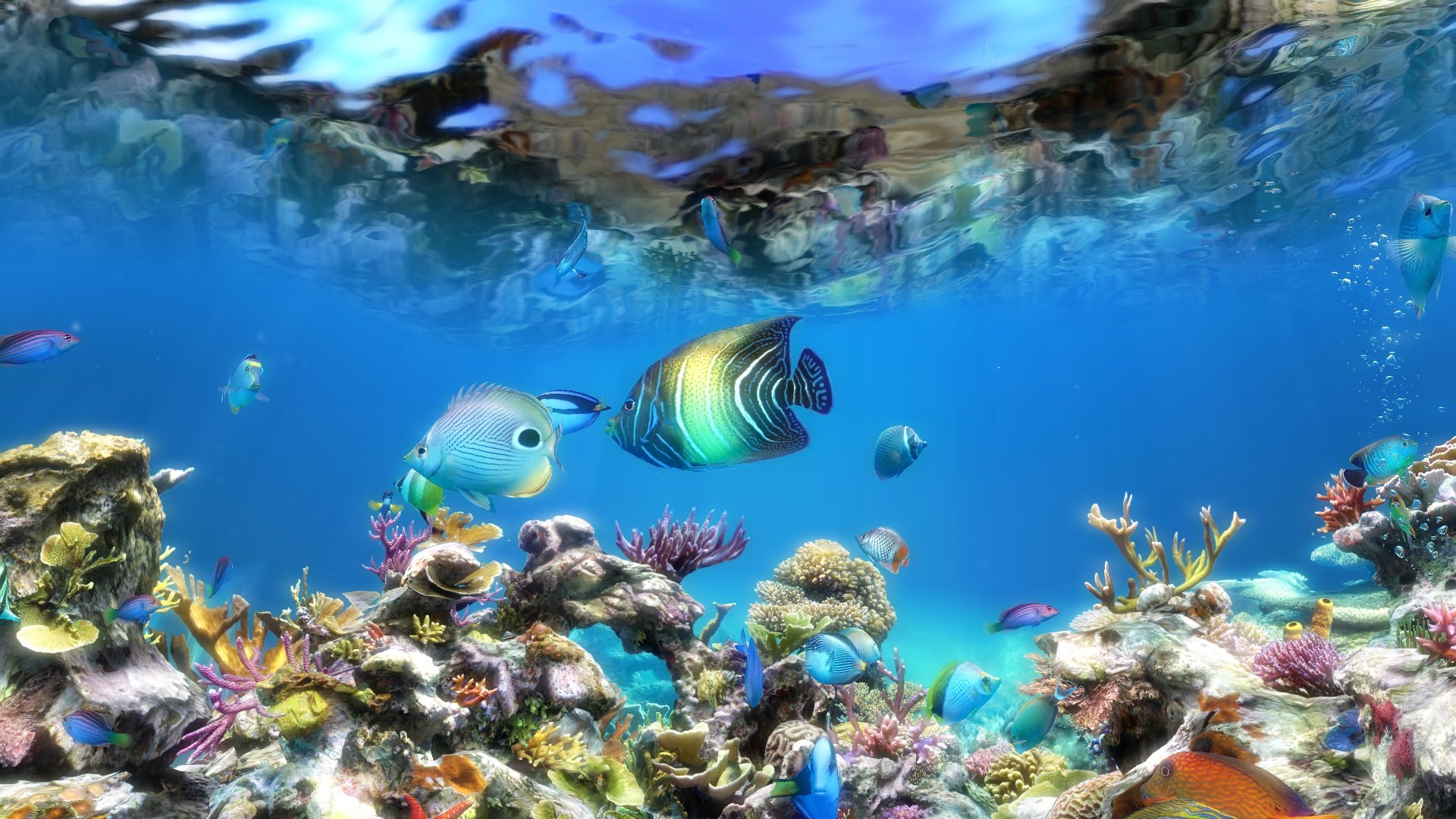 수족관 라이브 배경 화면 hd,물고기,수중,해양 생물학,산호초,산호초 물고기