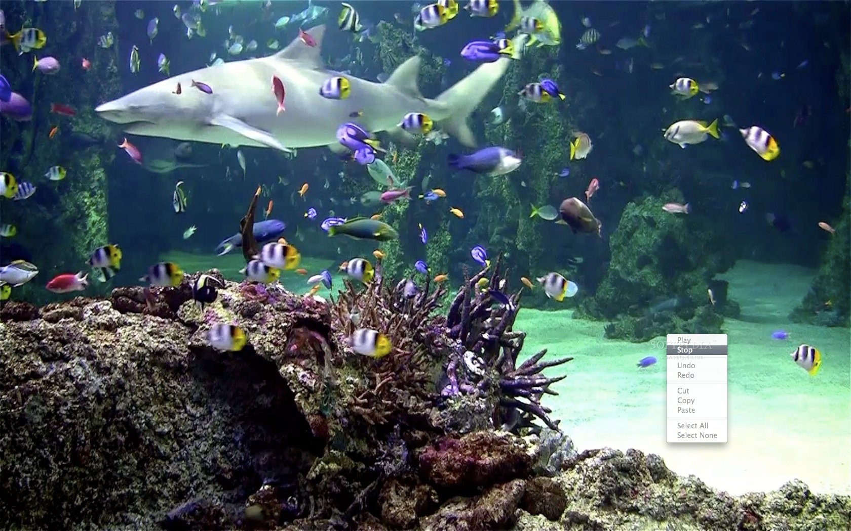 수족관 라이브 배경 화면 hd,물고기,해양 생물학,물고기,수족관,수중