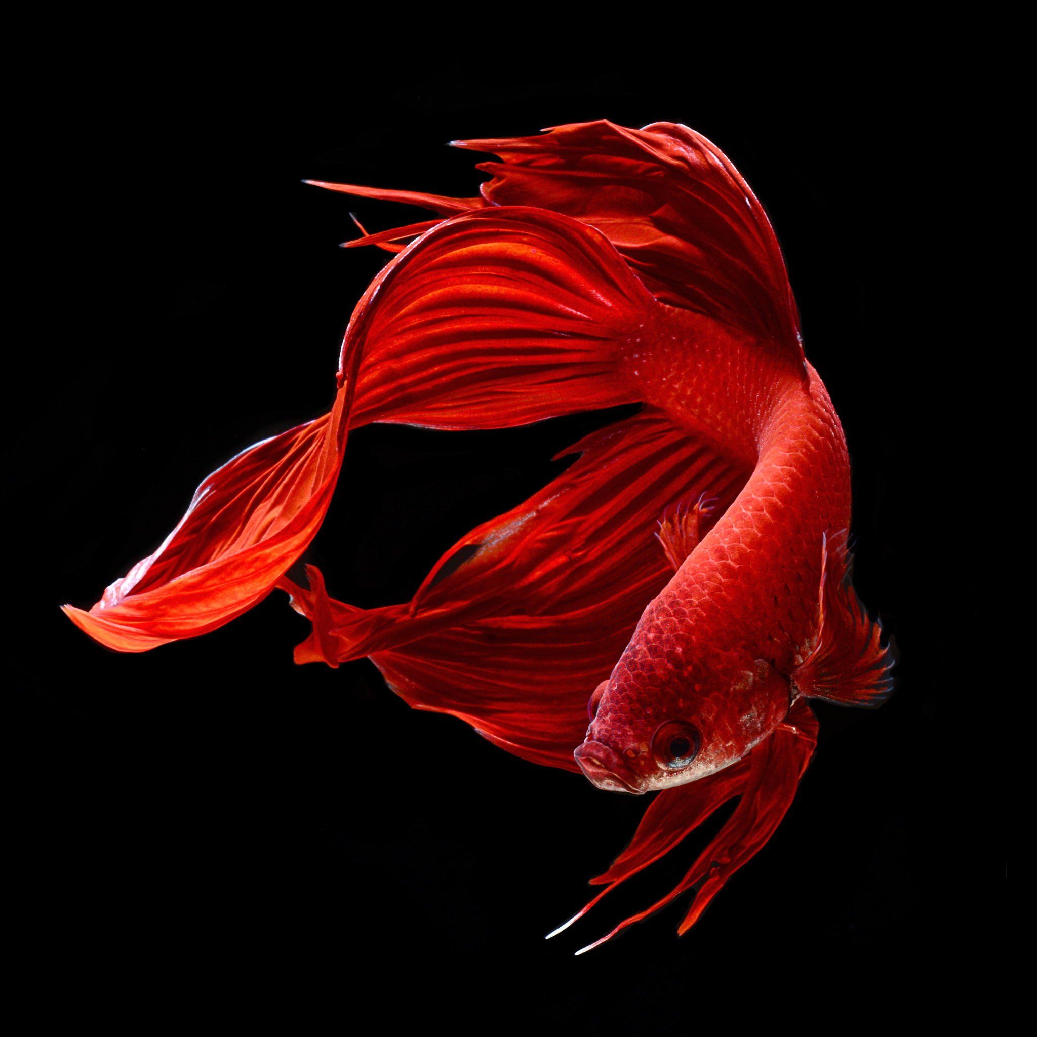 fighter fish hd wallpaper,rot,blütenblatt,nahansicht,pflanze,blume