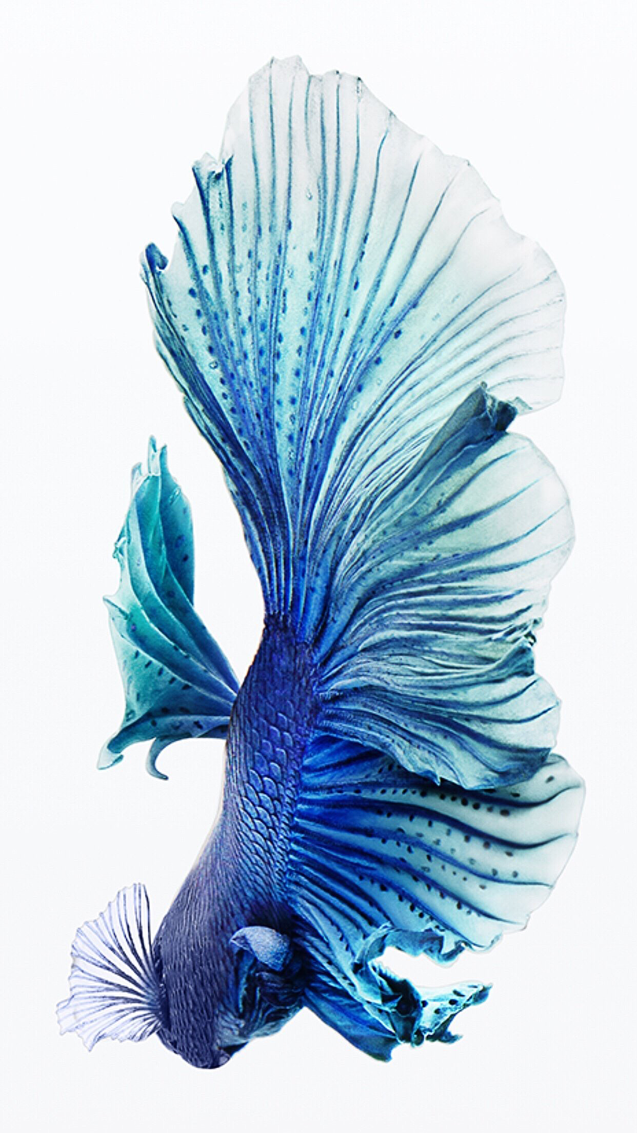 iphone fish wallpaper hd,blue,feather,turquoise,teal,peafowl