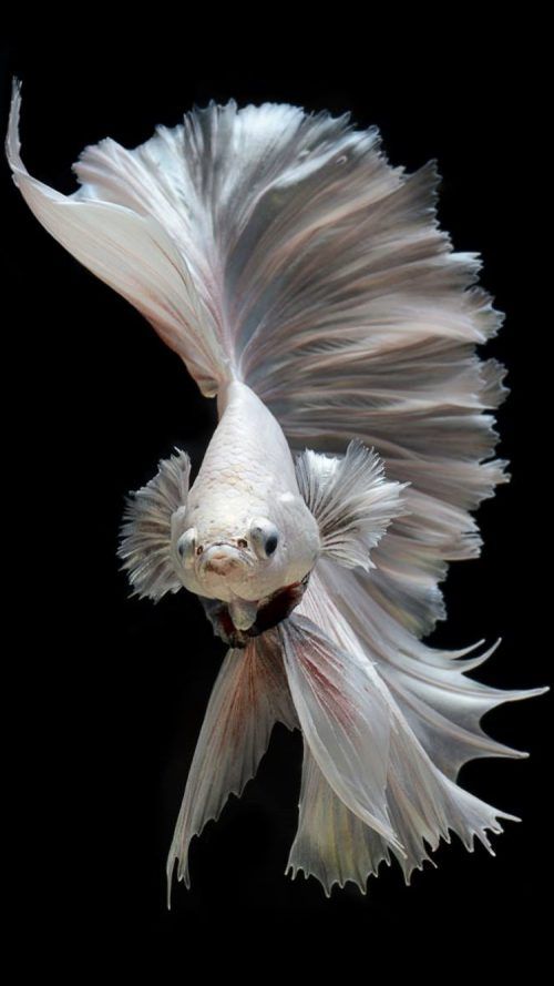 iphone fish wallpaper hd,white,feather,bird,wing,tail