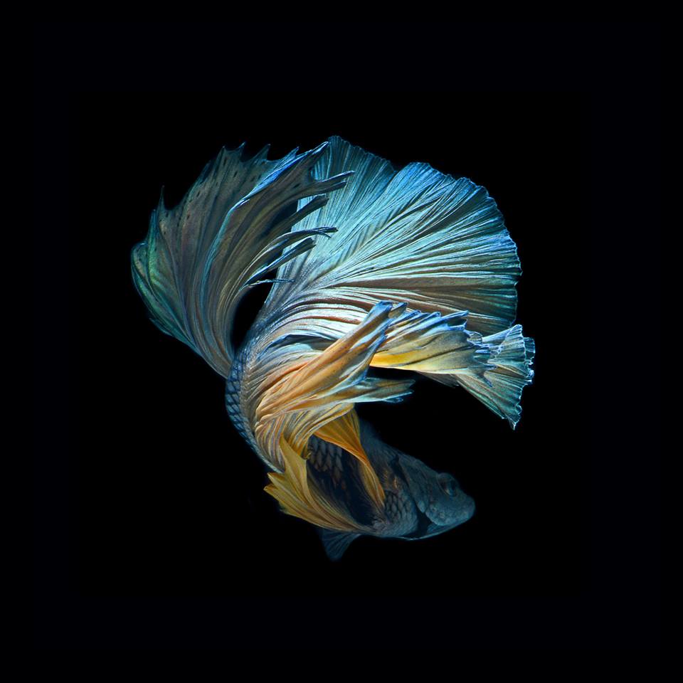 iphone fish wallpaper hd,feather,organism,wildlife,darkness