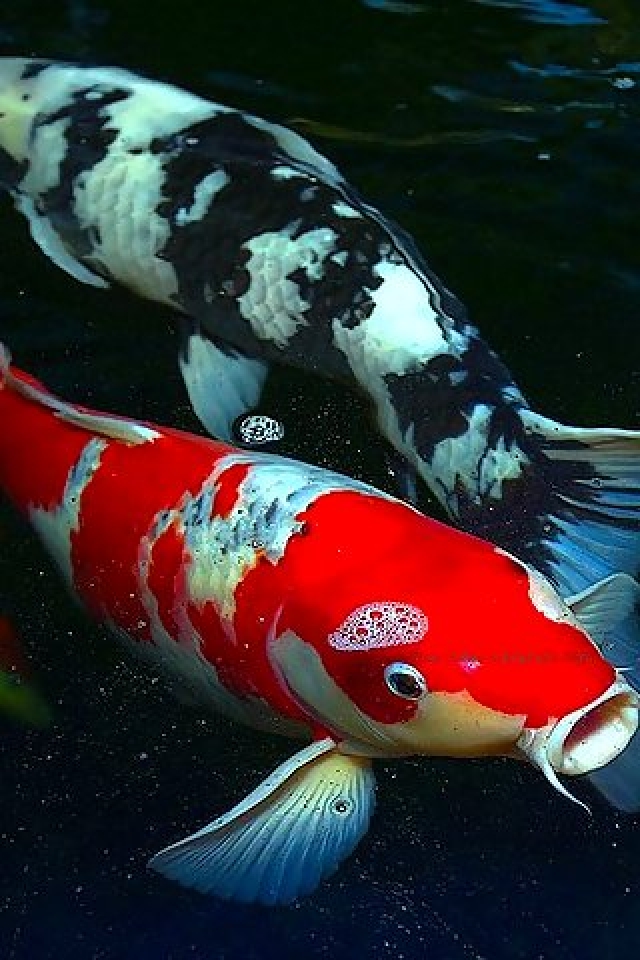 iphone fisch wallpaper hd,koi,fisch,meeresbiologie,fisch,karpfen