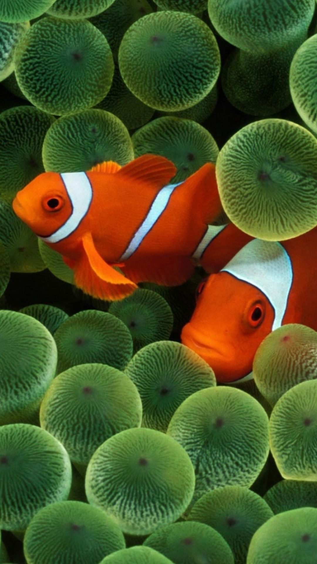 iphone fish wallpaper hd,fish,pomacentridae,anemone fish,marine biology,clownfish