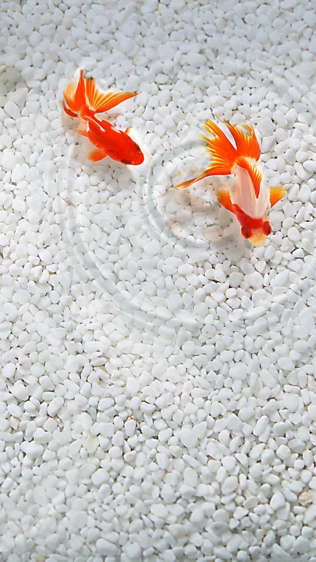 iphone pesce wallpaper hd,pesce rosso,pesce,pesce alimentatore,koi,pesce