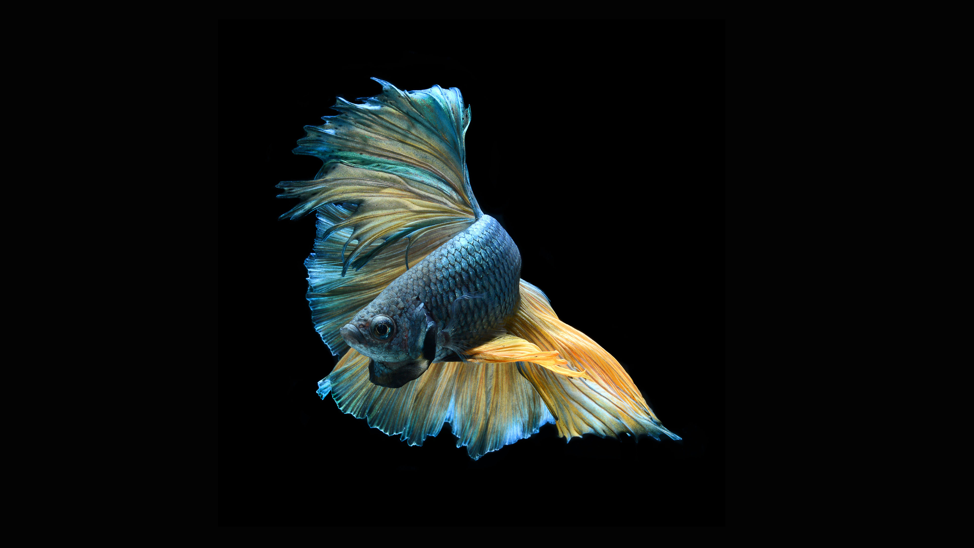 betta fish wallpaper hd,feather,wing,tail,organism,bird