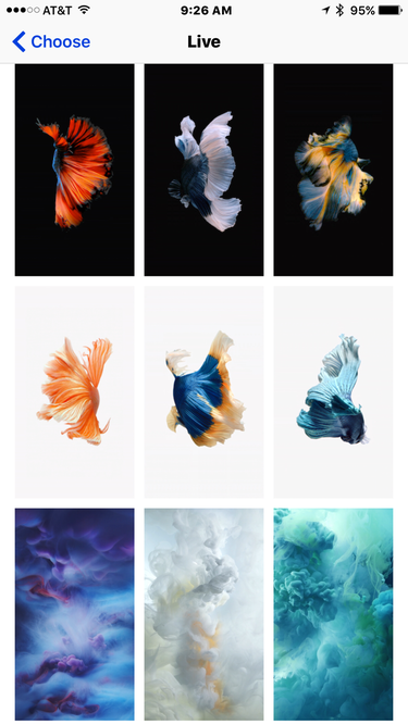6s live wallpaper,feather,organism,painting,animation,art