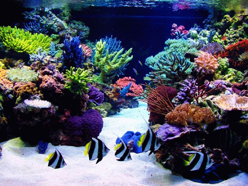 fish tank wallpaper hd,reef,coral reef,freshwater aquarium,coral,stony coral
