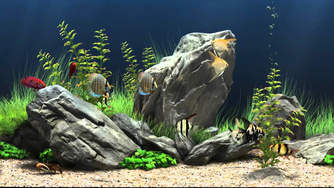 fish tank wallpaper hd,freshwater aquarium,aquarium,nature,organism,fish