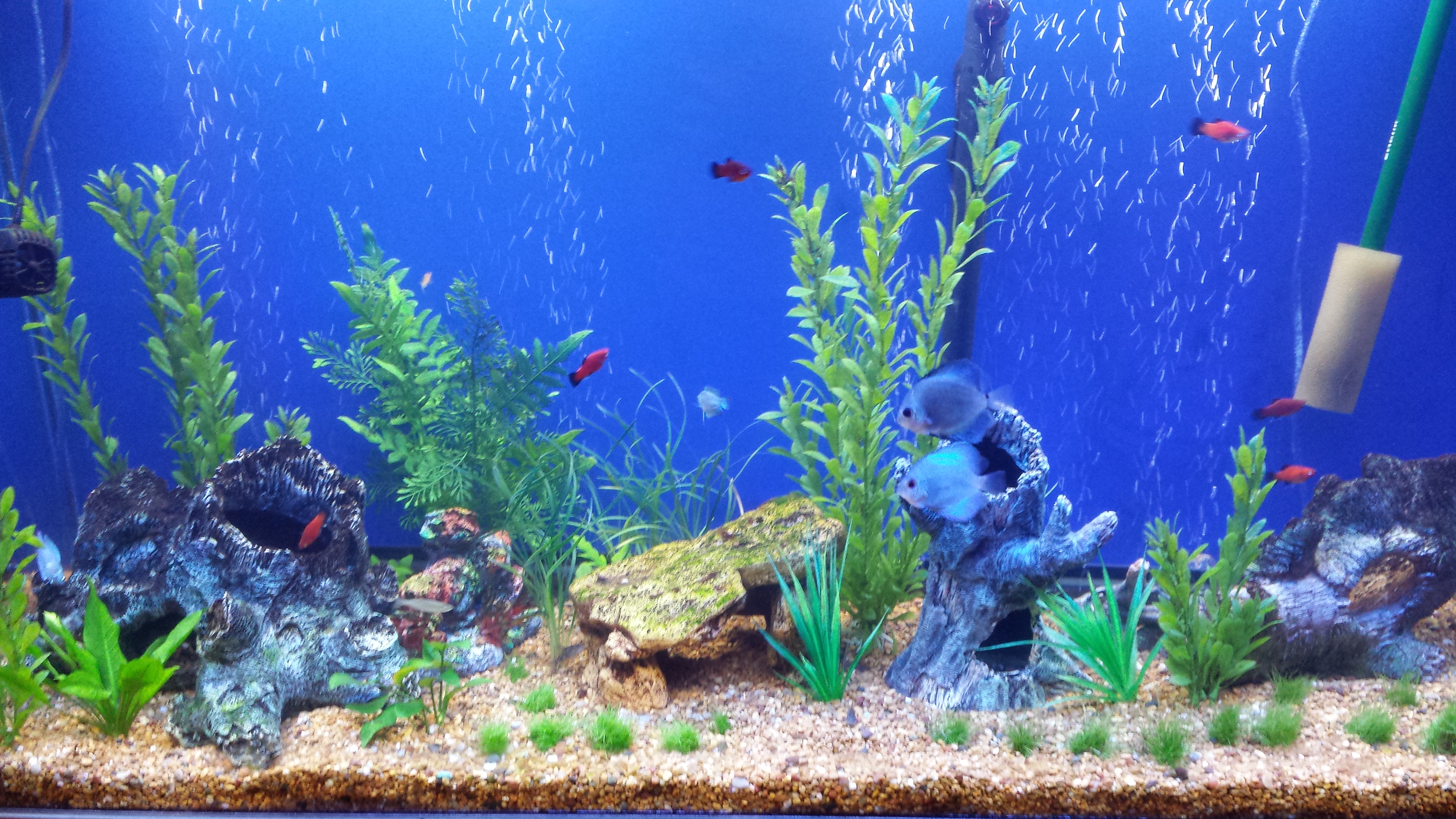 fish tank wallpaper hd,freshwater aquarium,aquarium decor,aquarium,aquatic plant,marine biology