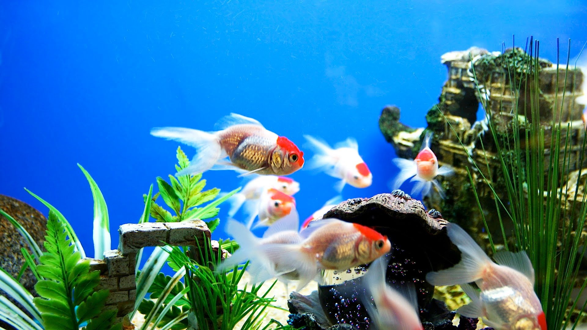 fish tank wallpaper hd,freshwater aquarium,aquarium,fish,goldfish,feeder fish