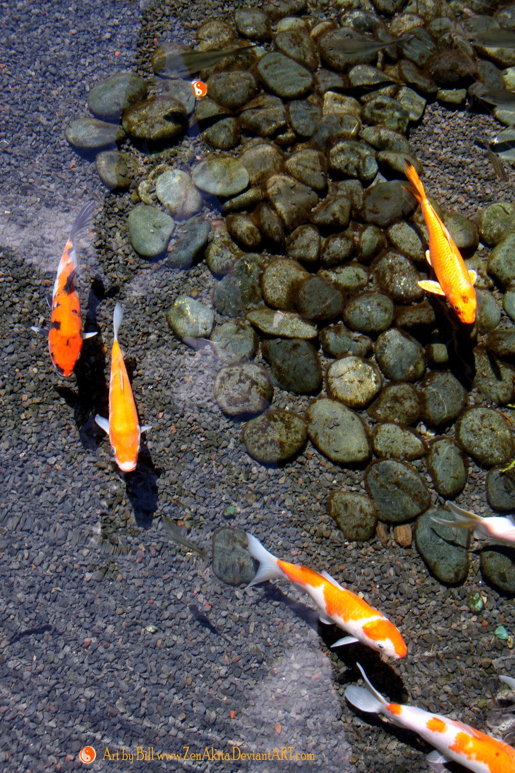 fondo de pantalla de estanque de peces,koi,estanque,estanque de peces,pez alimentador,pez