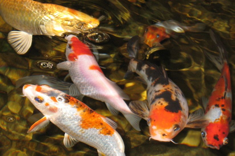 fondo de pantalla de estanque de peces,koi,pez,pez,estanque de peces,biología marina