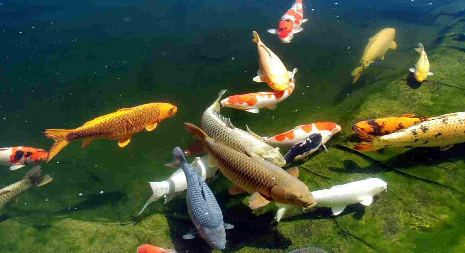 fischteich tapete,koi,fisch,fisch,fischteich,teich