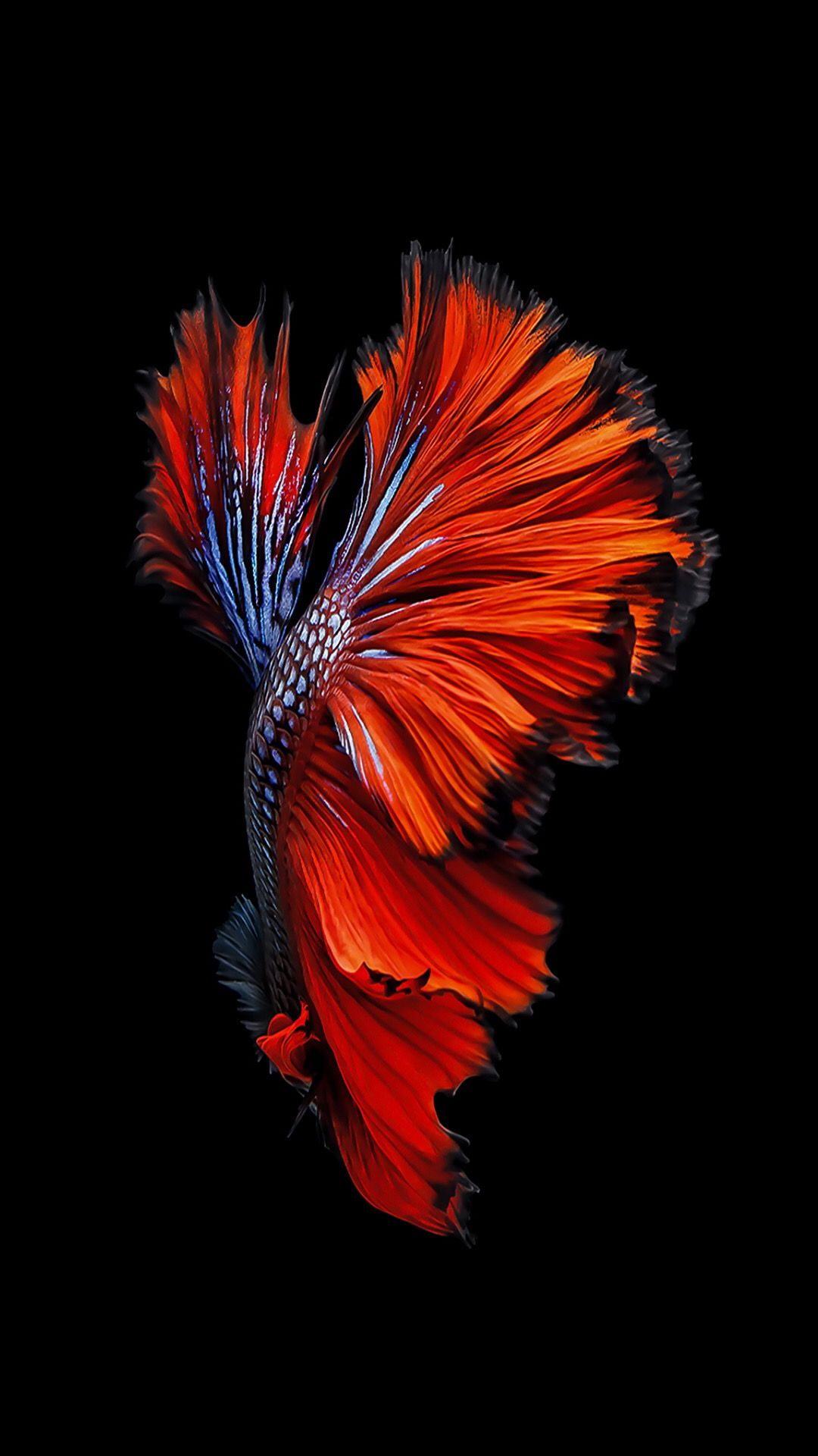 toucher poisson fond d'écran en direct,rouge,orange,plume,art fractal,graphique