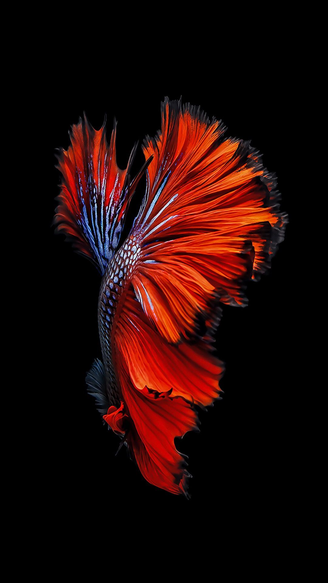 tocco di pesce live wallpaper,rosso,arancia,piuma,arte frattale,grafica