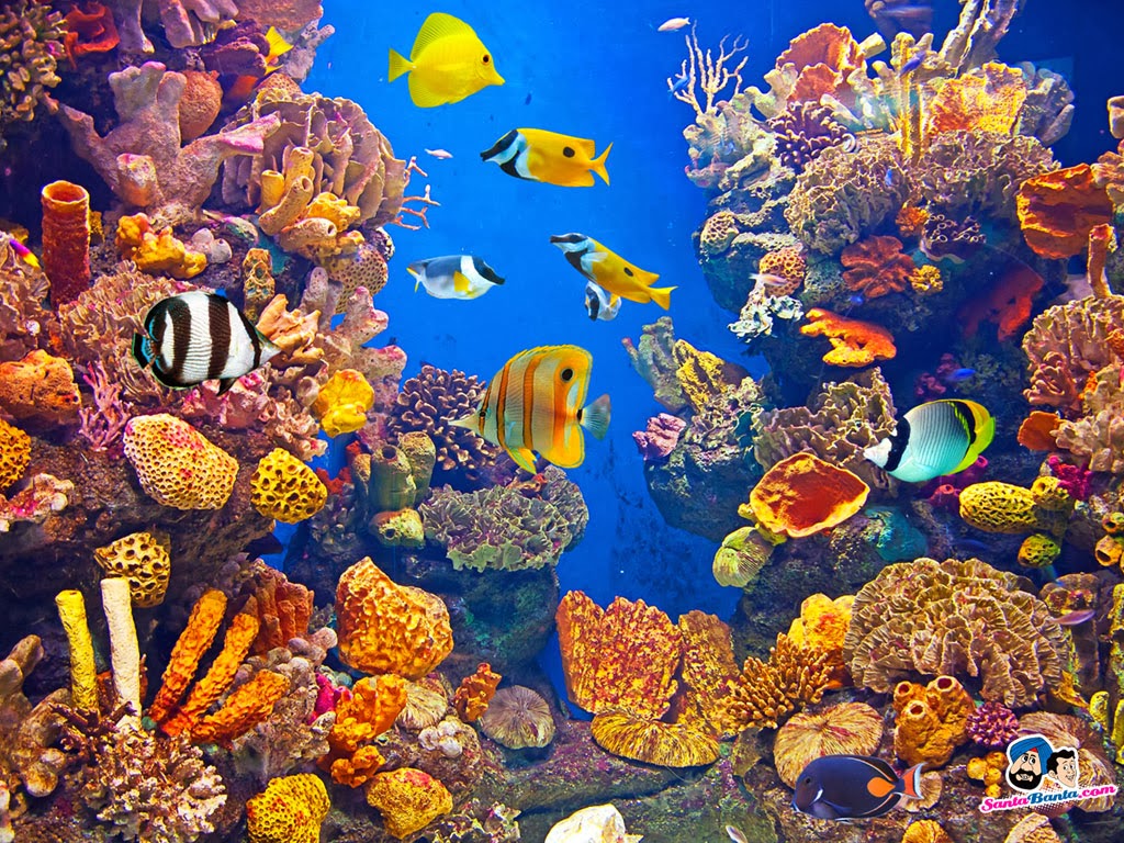 papier peint aquatique,récif de corail,récif,poissons de récifs coralliens,corail dur,biologie marine