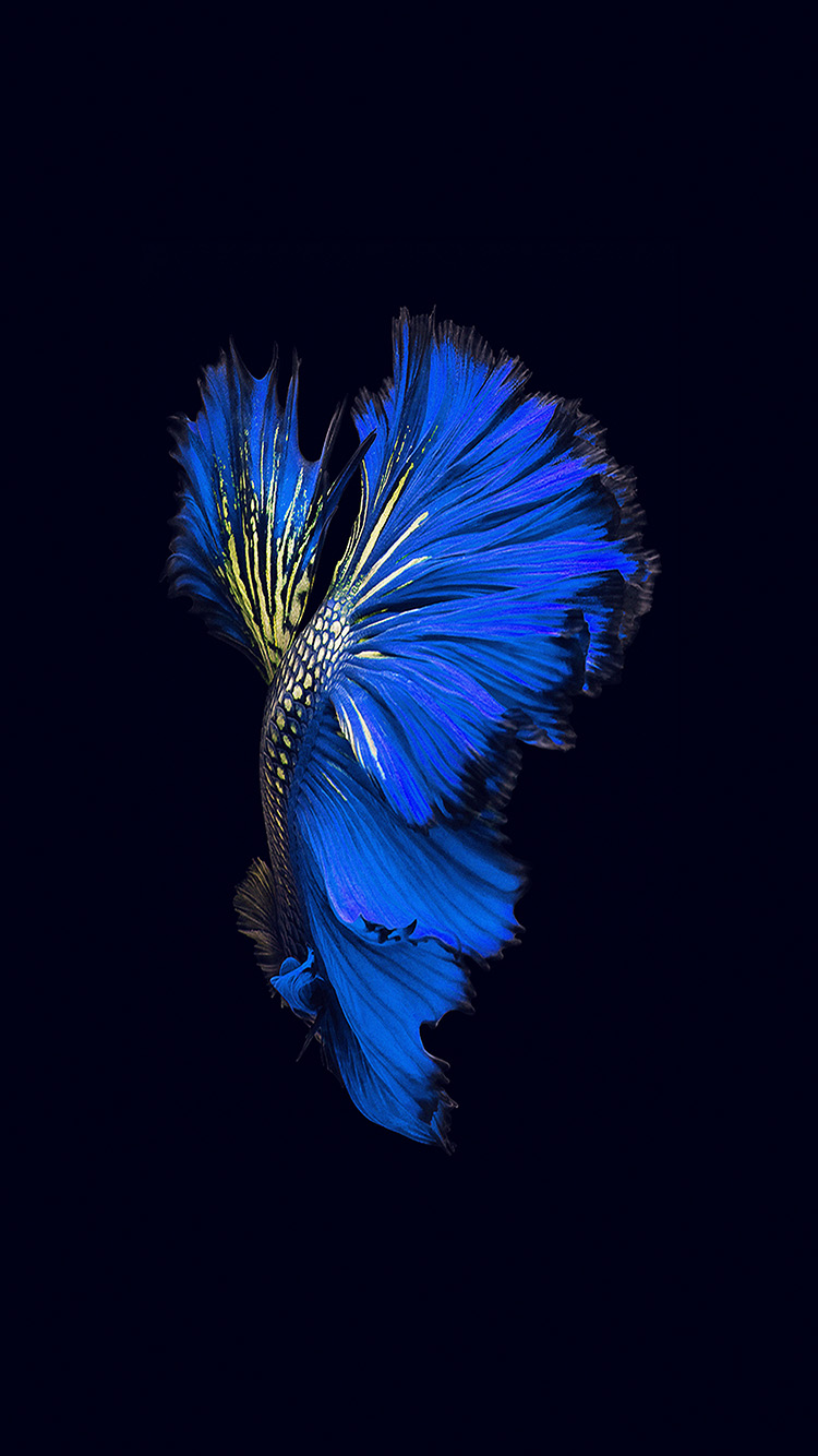 iphone fisch live wallpaper,blau,feder,elektrisches blau,pflanze,blume