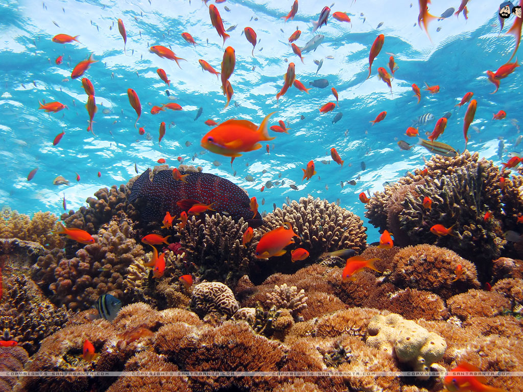 水生壁紙,サンゴ礁,リーフ,水中,海洋生物学,サンゴ礁の魚