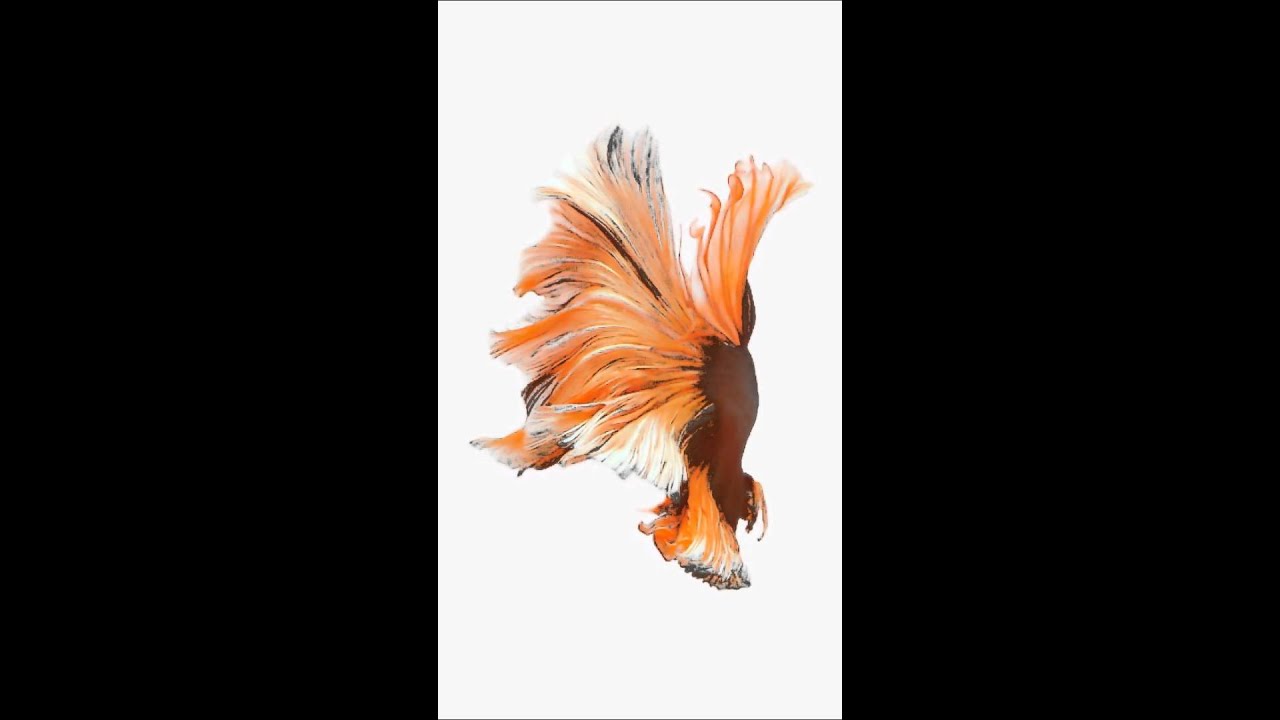 iphone fish live wallpaper,feather,orange,tail,organism,wing