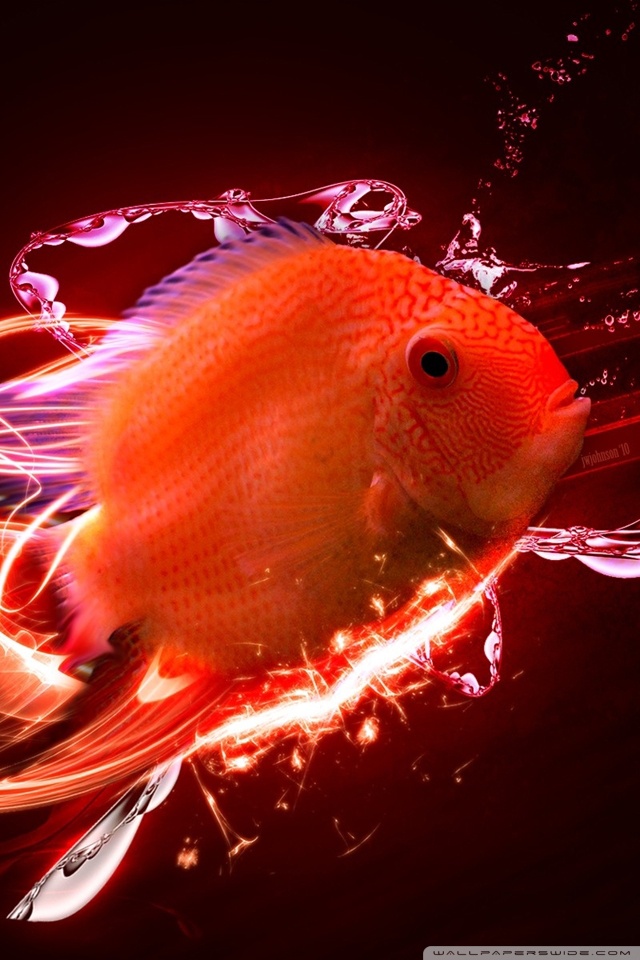 fondo de pantalla móvil de pescado,rojo,pez,pez,biología marina,peces de aguas profundas