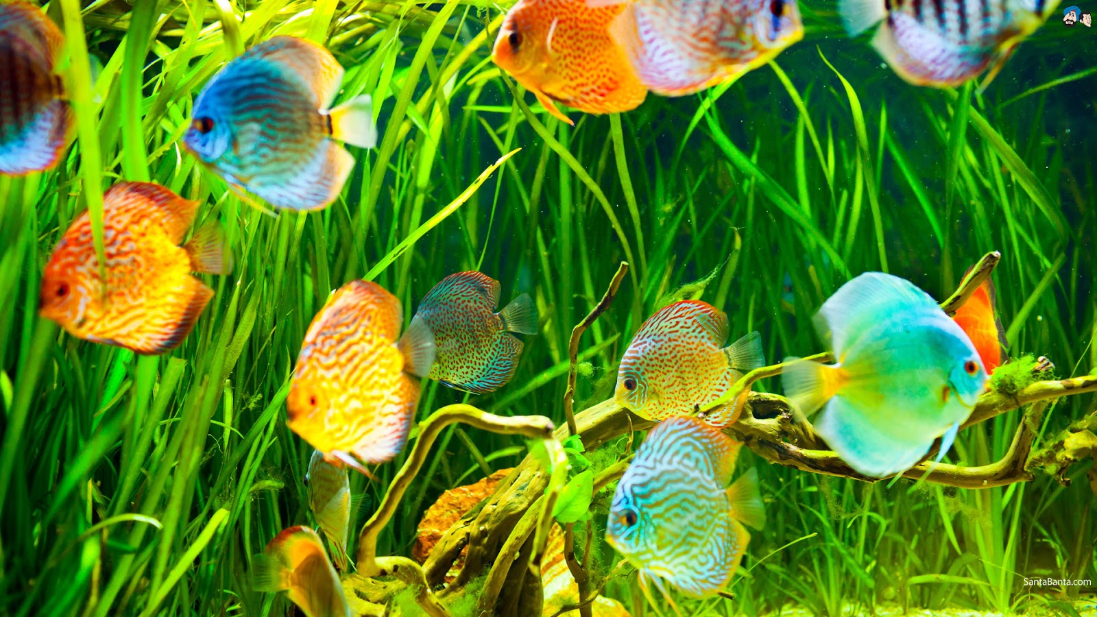 水生壁紙,海洋生物学,淡水水族館,魚,水中,魚