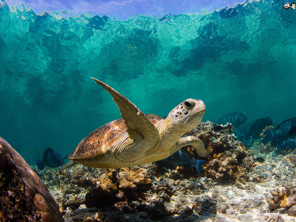 papel pintado acuático,tortuga carey,tortuga marina,tortuga verde,tortuga,submarino