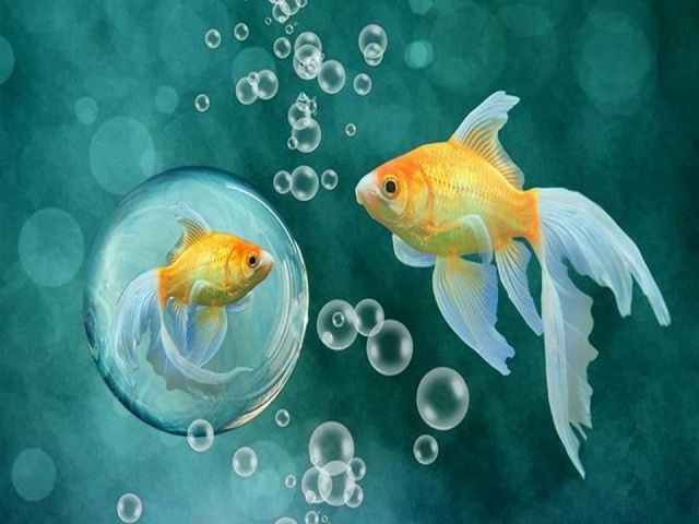 魚のモバイル壁紙,魚,金魚,恋,魚,フィーダーフィッシュ