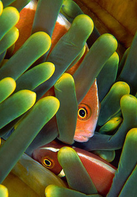 fisch mobile wallpaper,fisch,pomacentridae,pflanze,fisch,blume