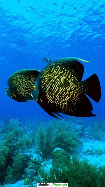 魚のモバイル壁紙,魚,海洋生物学,魚,水中,サンゴ礁の魚