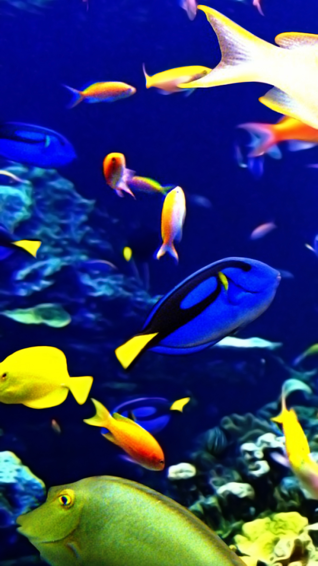 물고기 핸드폰 벽지,물고기,물고기,산호초 물고기,포맥 심장과,해양 생물학