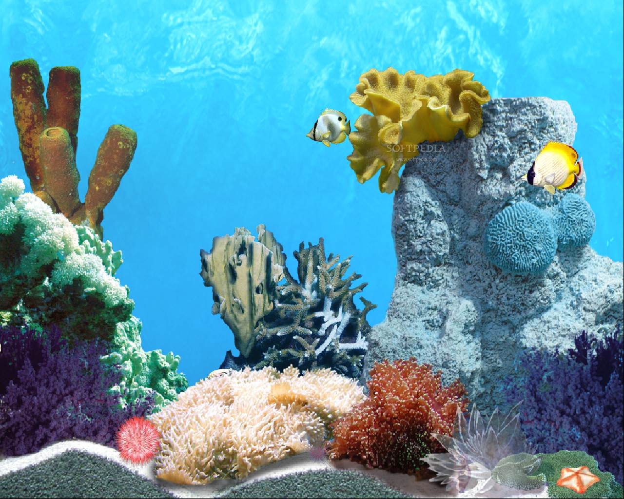 アニメーションの魚の壁紙,サンゴ礁,リーフ,クマノミ,コーラル,石サンゴ