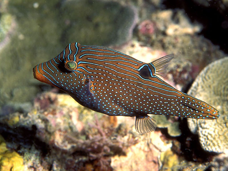 kugelfisch tapete,fisch,meeresbiologie,unter wasser,fisch,korallenrifffische