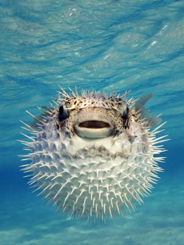 puffer fish wallpaper,porcupine fishes,blowfish,fish,marine biology,organism