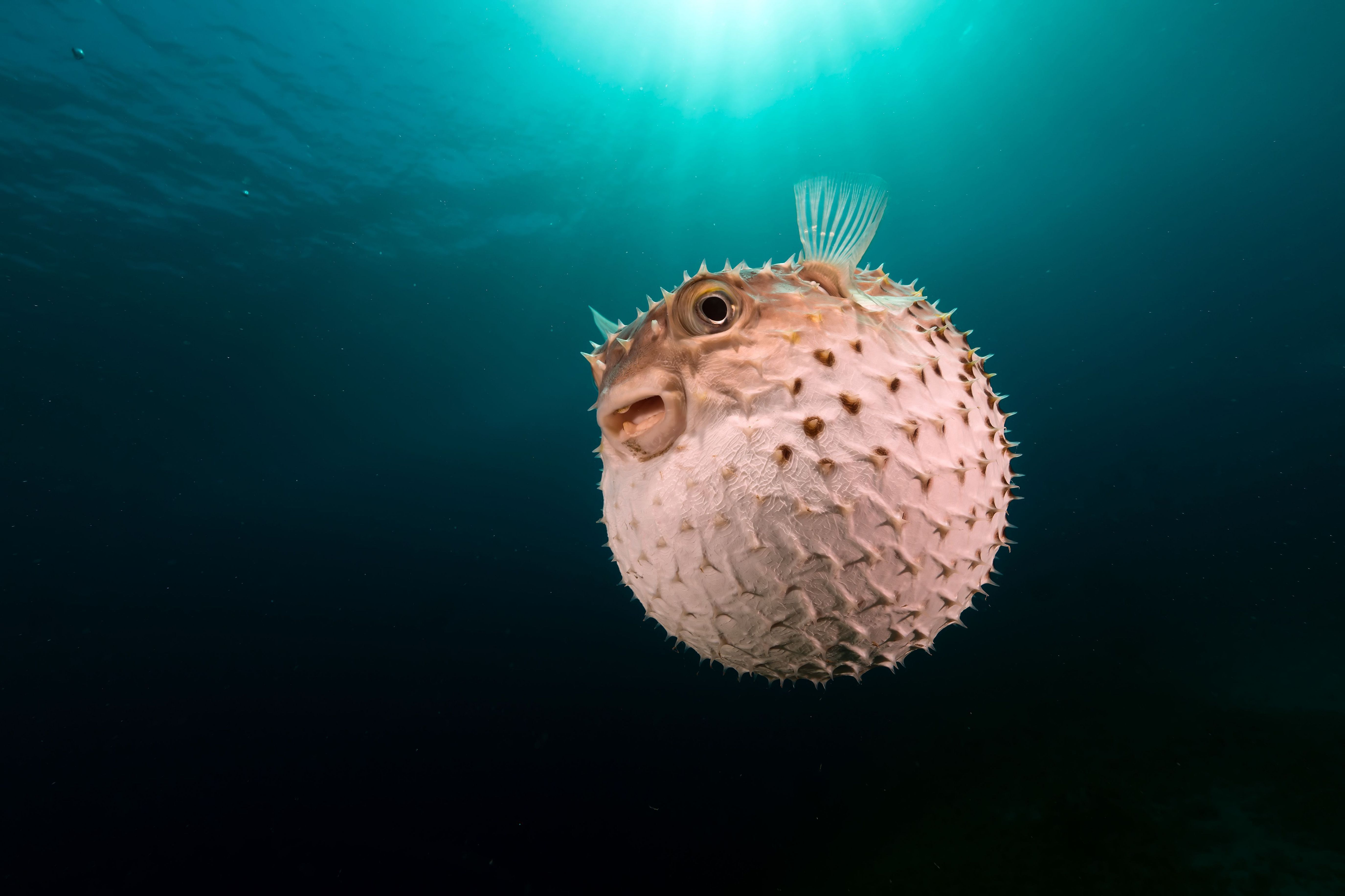 carta da parati pesce palla,blowfish,pesce,subacqueo,biologia marina,boxfishes e trunkfish