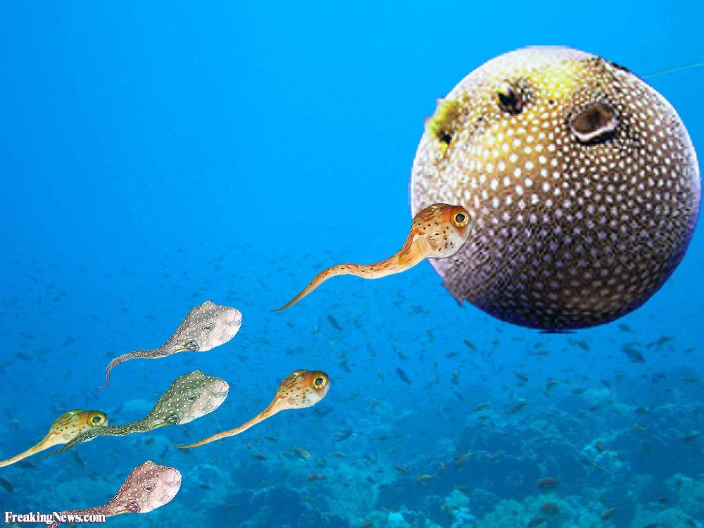 Puffer Fish Wallpaper- WallpaperUse