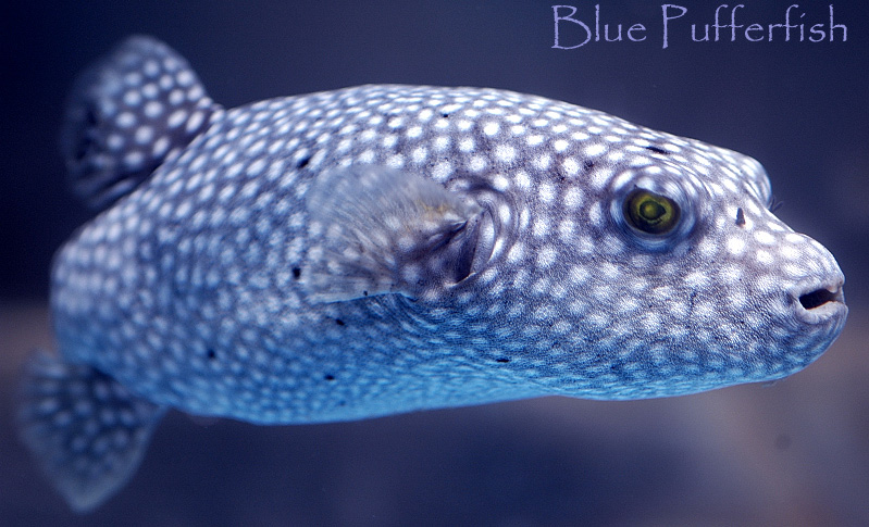 fondo de pantalla de pez globo,pez,biología marina,pez,submarino,azul eléctrico