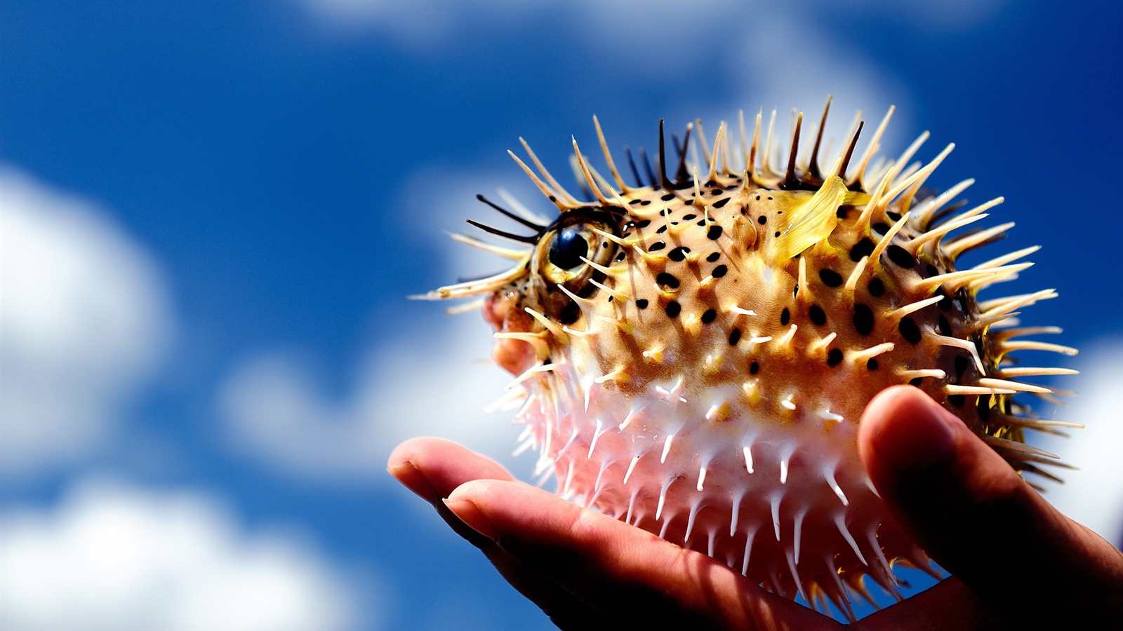 puffer fish wallpaper,porcupine fishes,blowfish,organism,striped