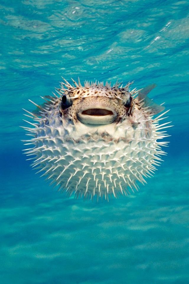 puffer fish wallpaper,porcupine fishes,marine biology,water,organism,fish