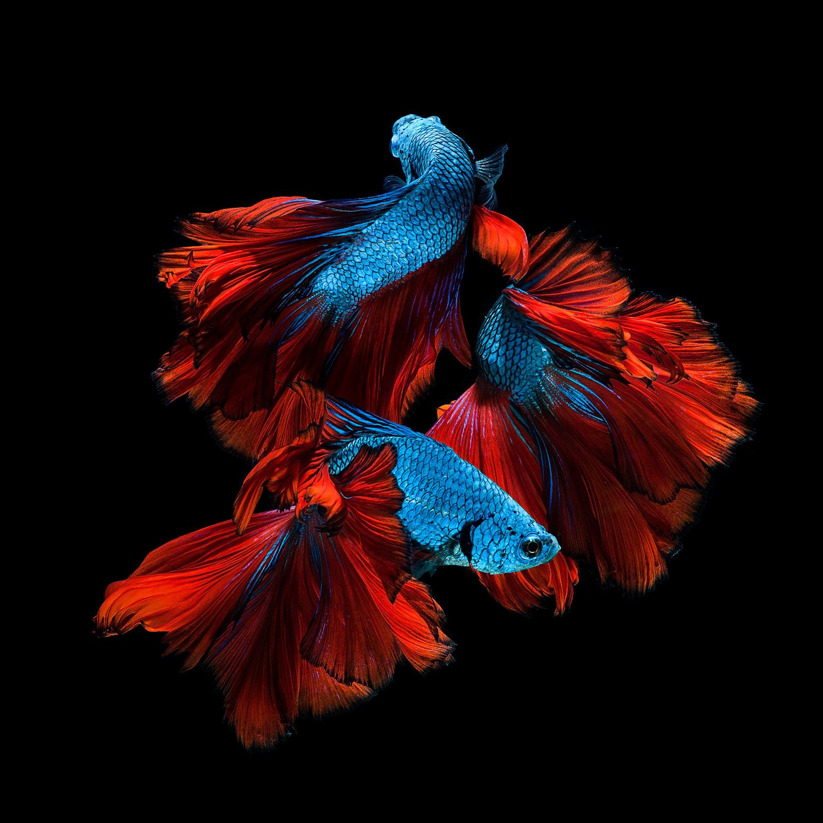 siamese fighting fish wallpaper,red,blue,feather,wing