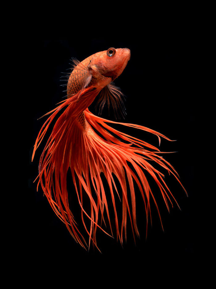 fond d'écran poissons de combat siamois,rouge,orange