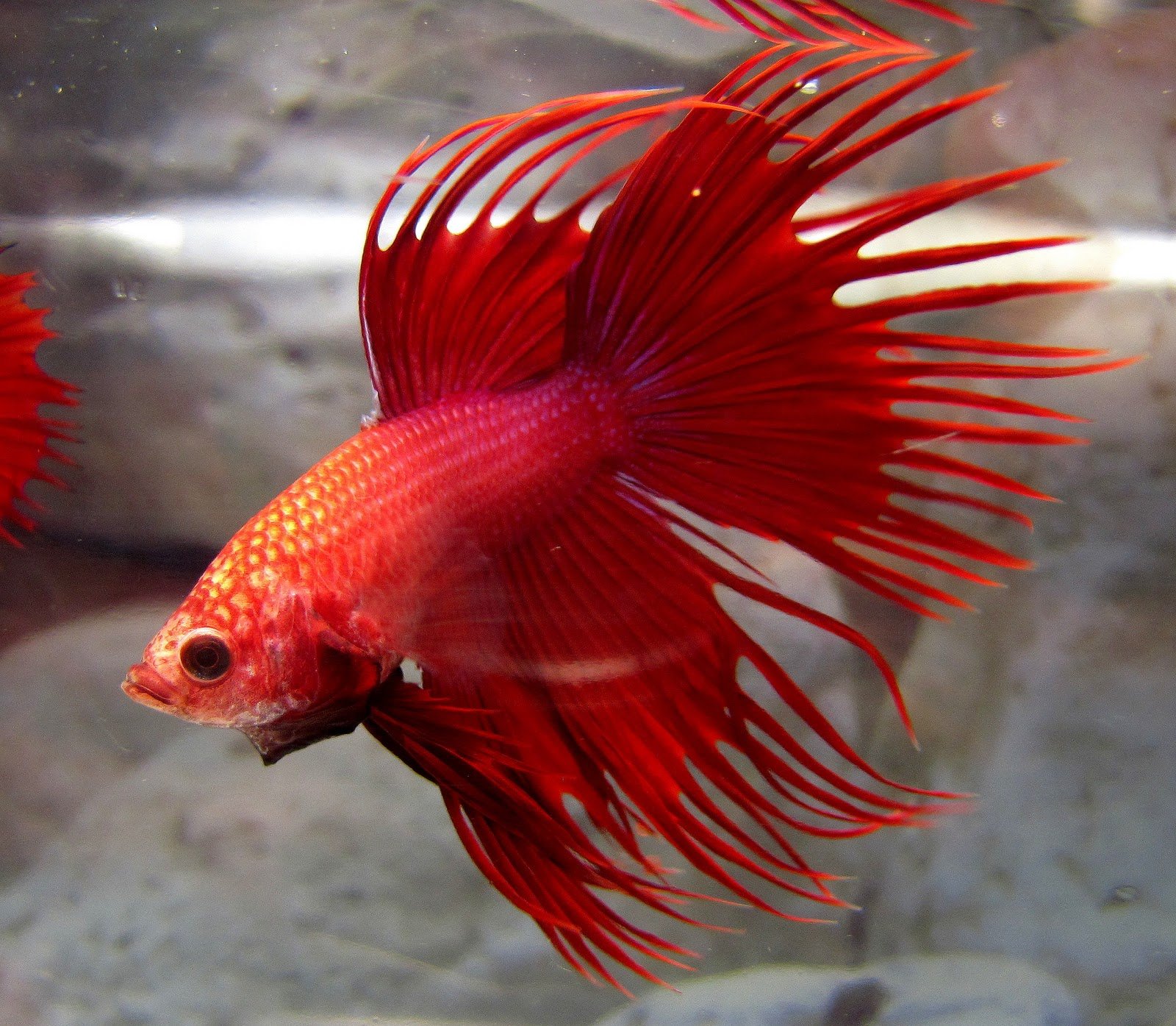siamese fighting fish wallpaper,red,fish,tail,fin,fish
